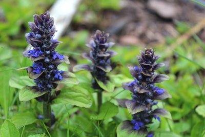 Ajuga reptans 'Burgundy Glow' - zběhovec plazivý